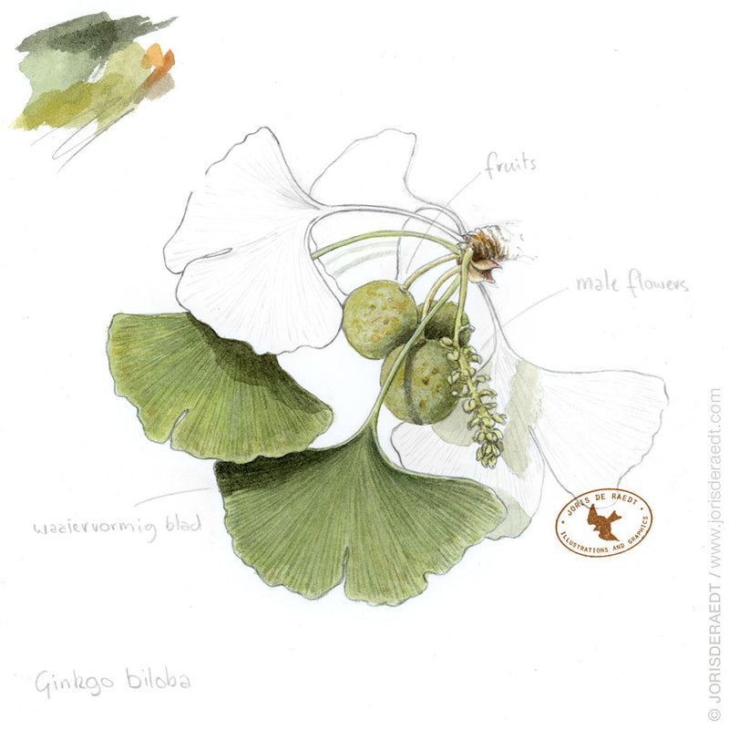 Ginkgo Biloba