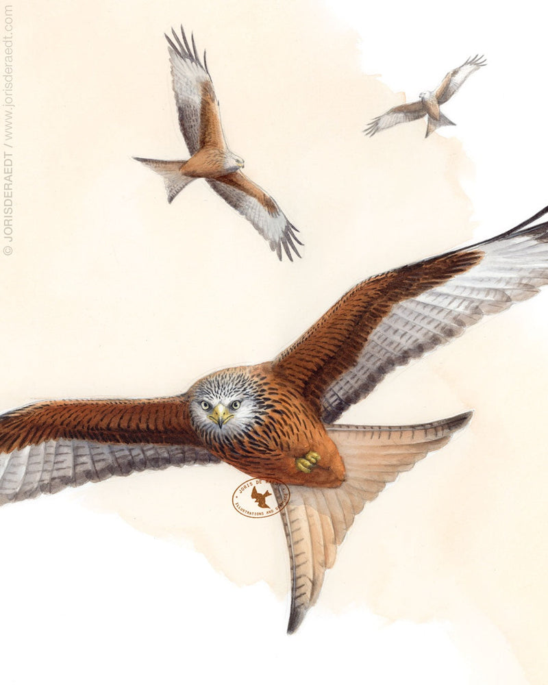 Red Kite