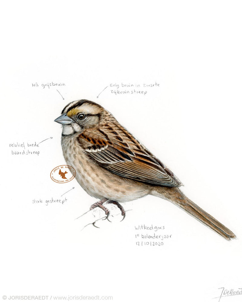 White-throated Sparrow